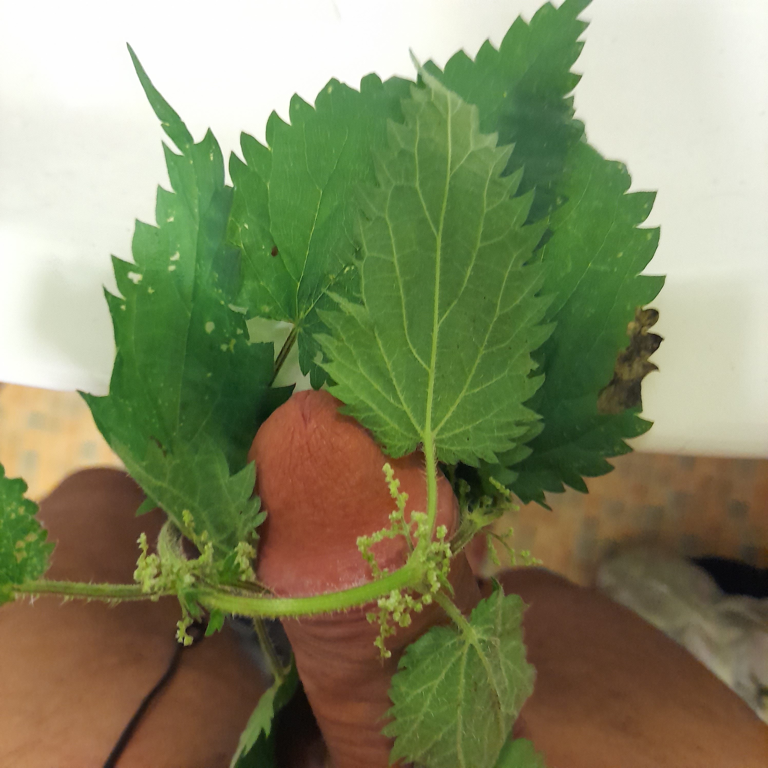 Sorted75 nettles