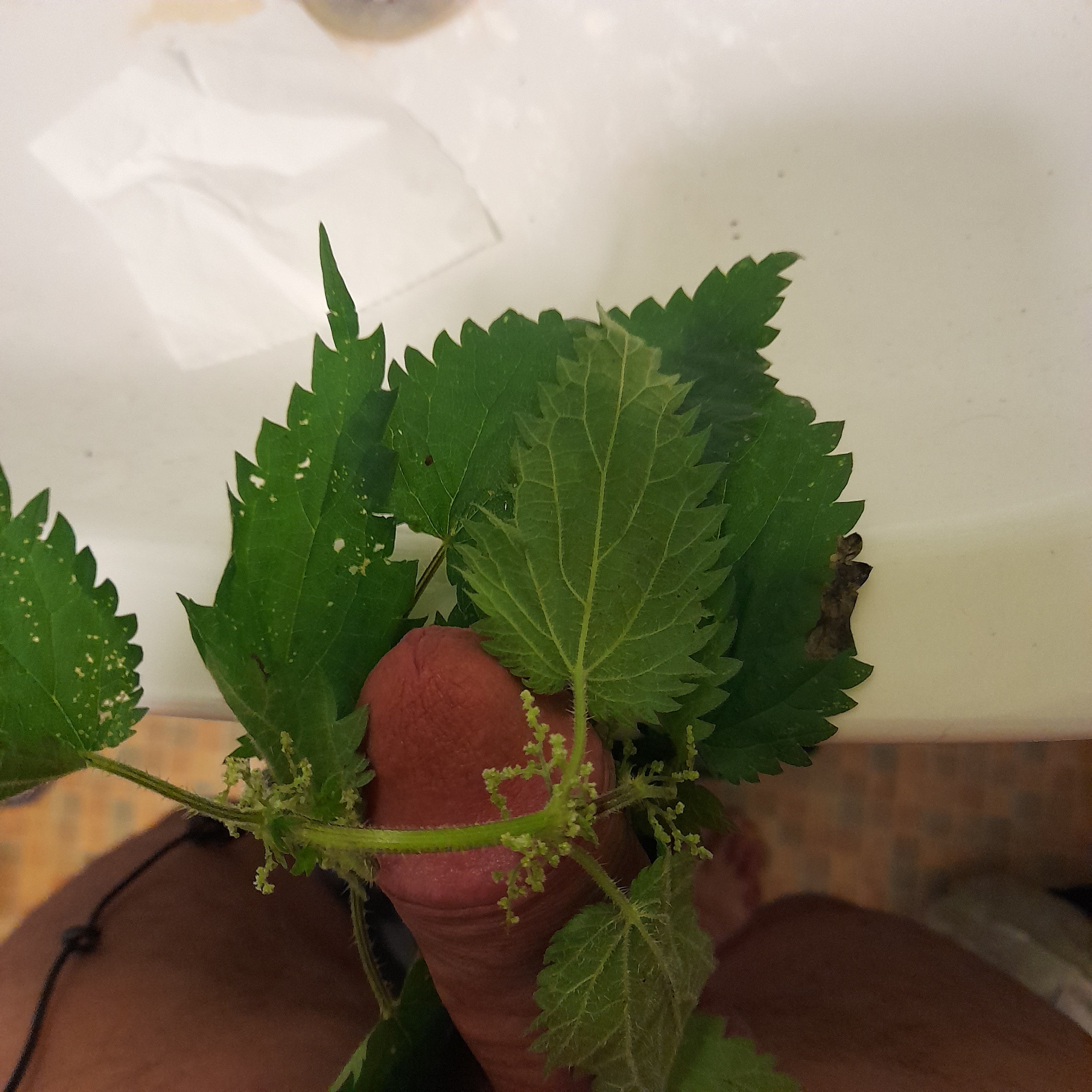 Sorted75 nettles