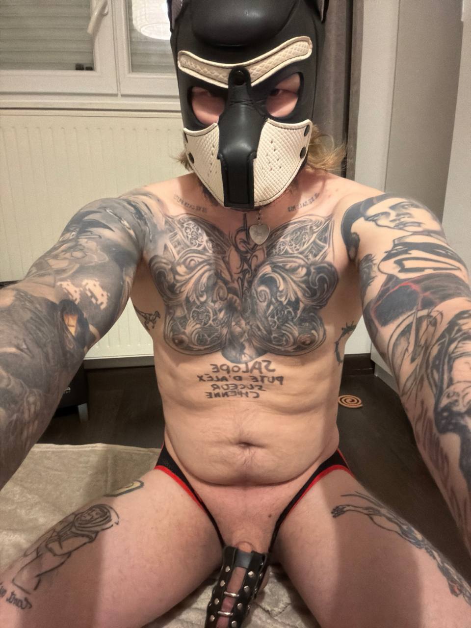 Public dog