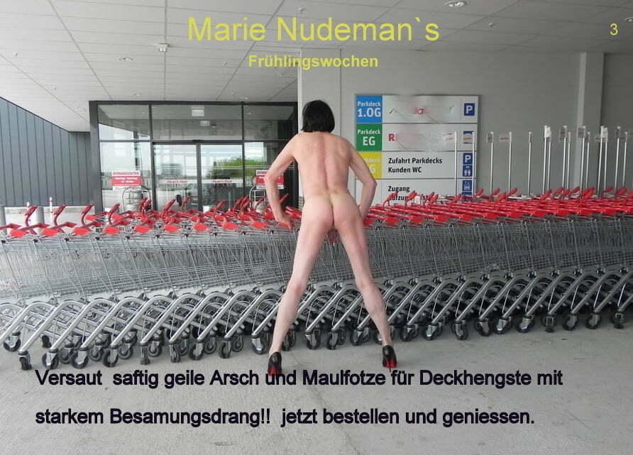 Deckhengste gesucht