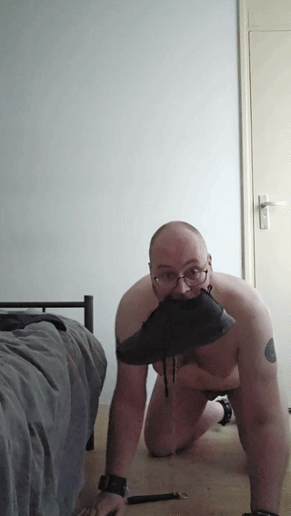 Trained dog
