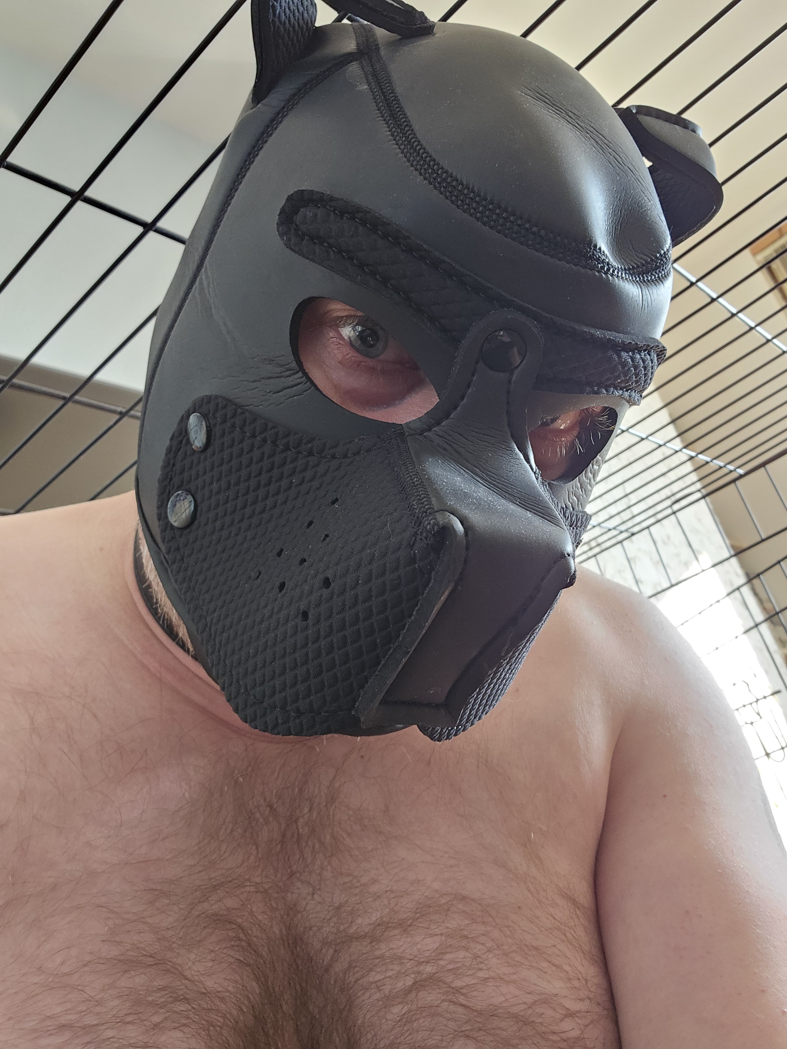 Puppy in his crate