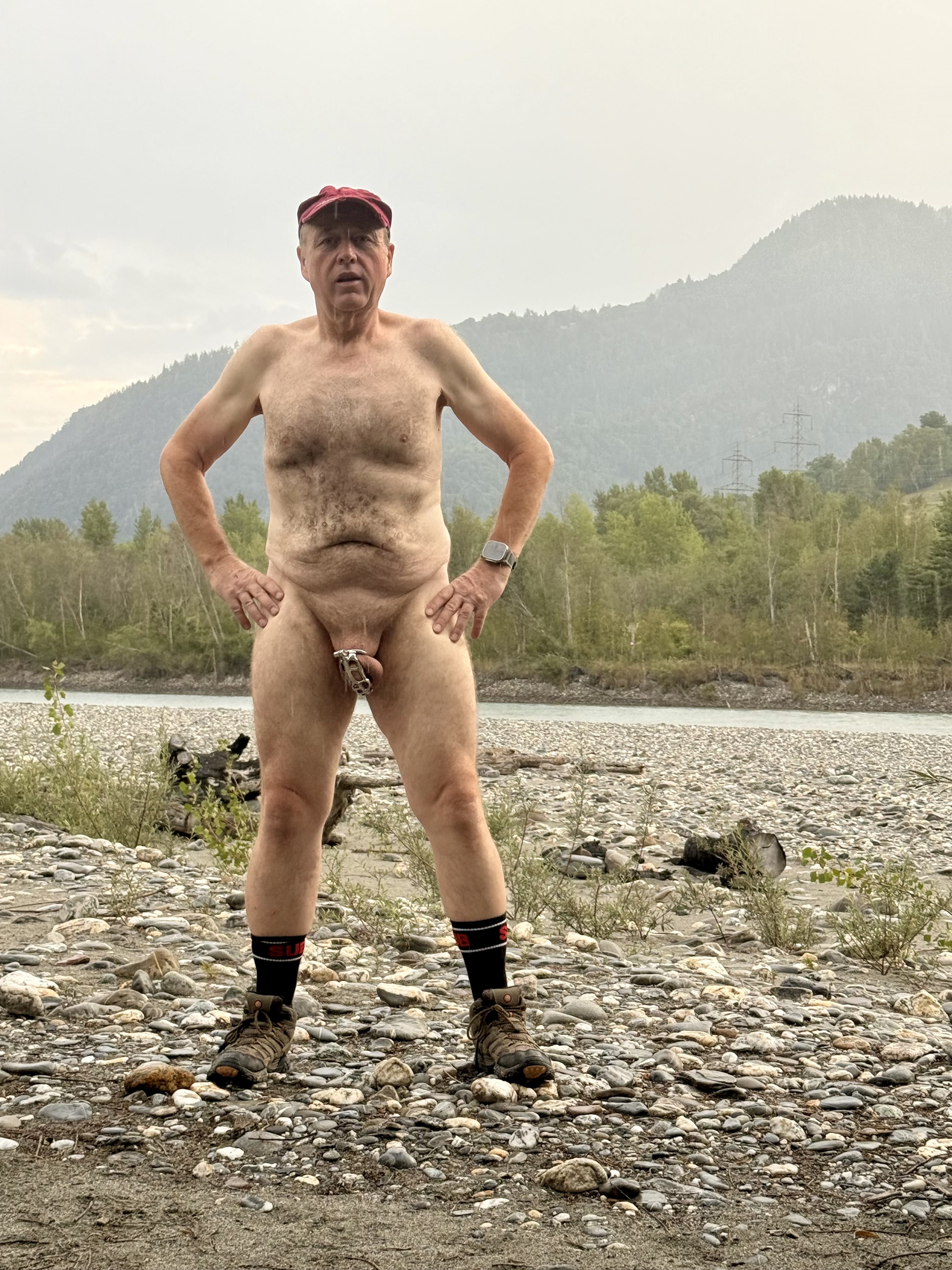 swiss pig