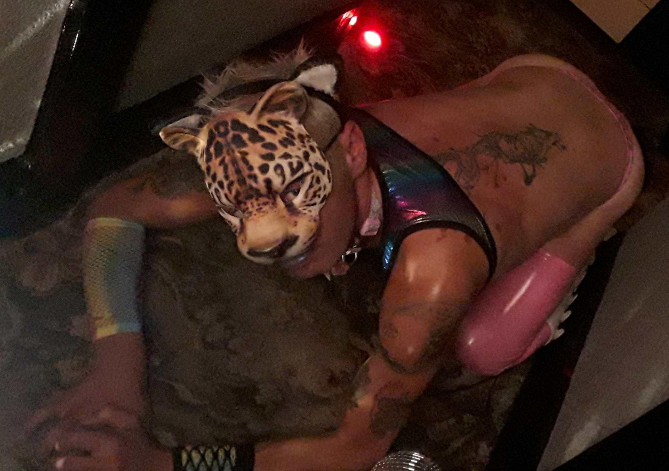 Expose the slutty cat