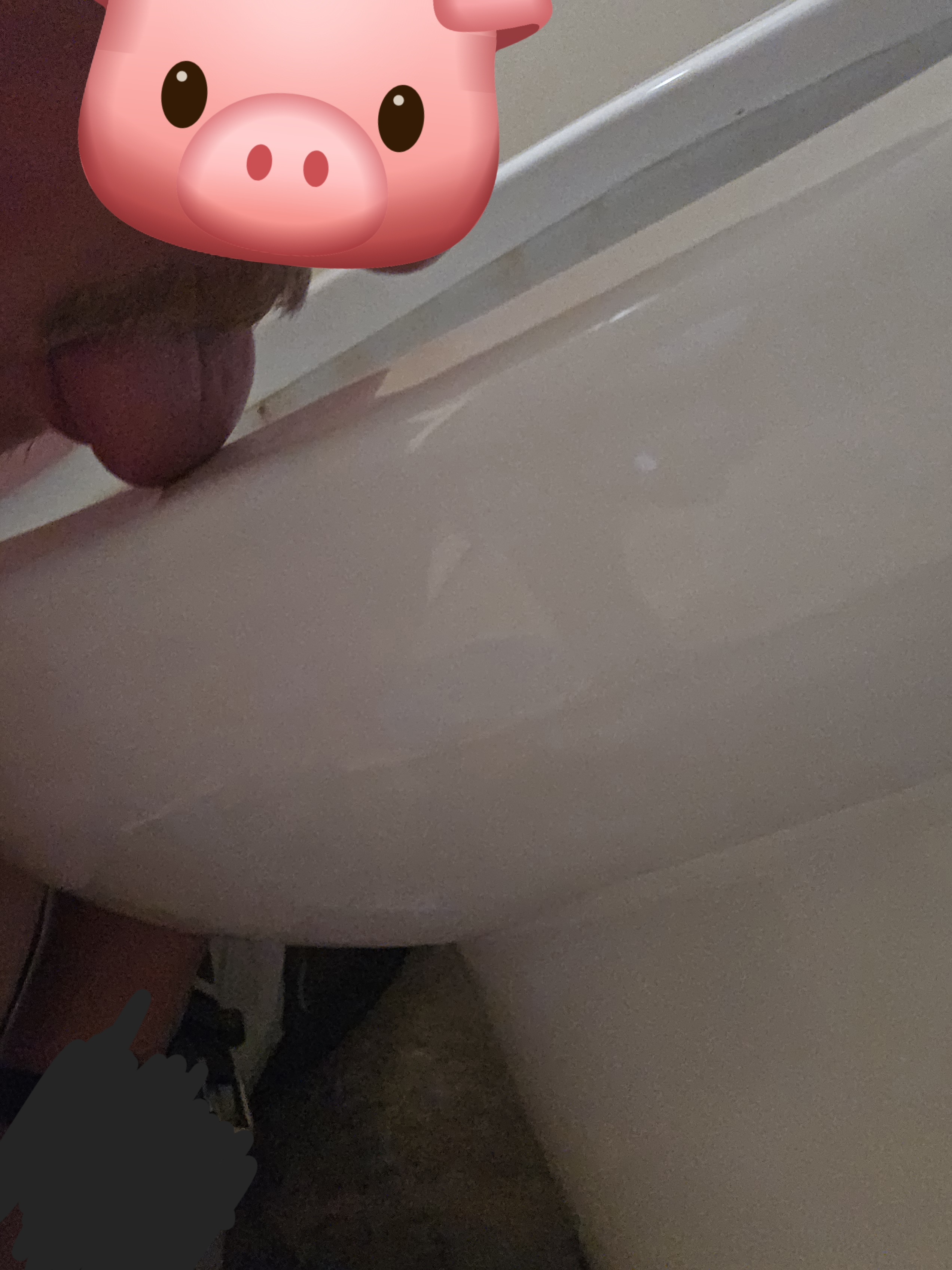 Piggy Licks Toilet