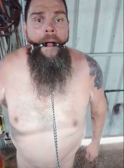 fat pig gagged and on its lead