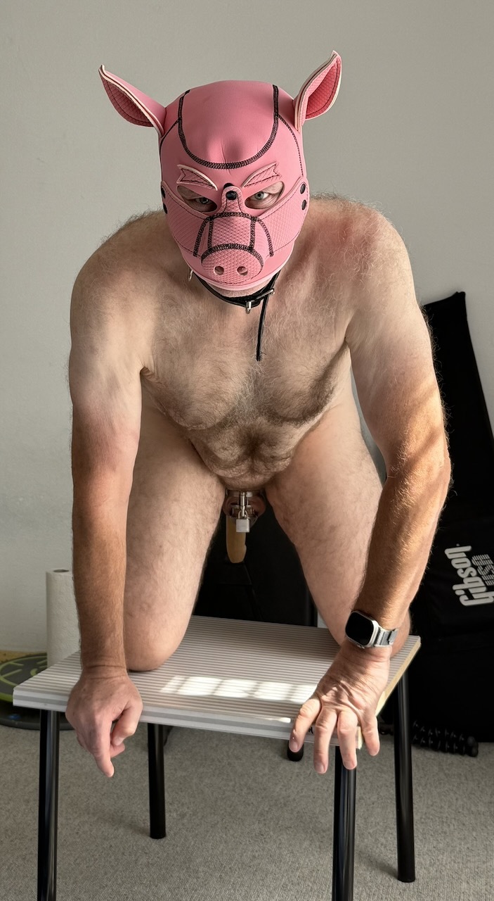 swiss pig