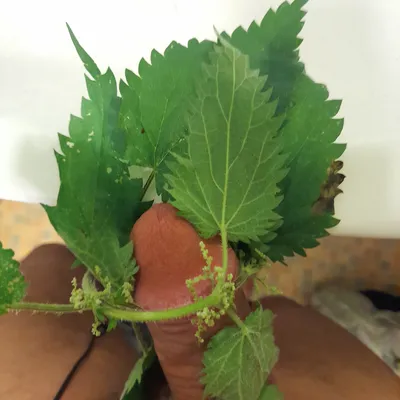 Sorted75 nettles