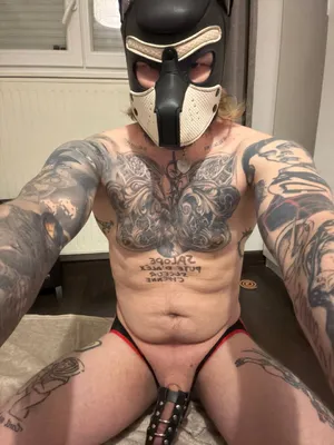 Public dog