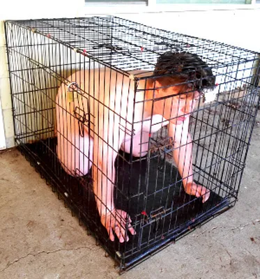 Random Face risk in kennel