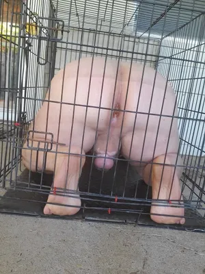 Ass in the Cage